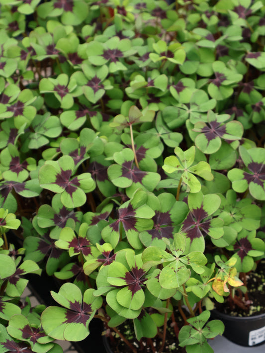 4" SHAMROCK OXALIS IRON CROSS