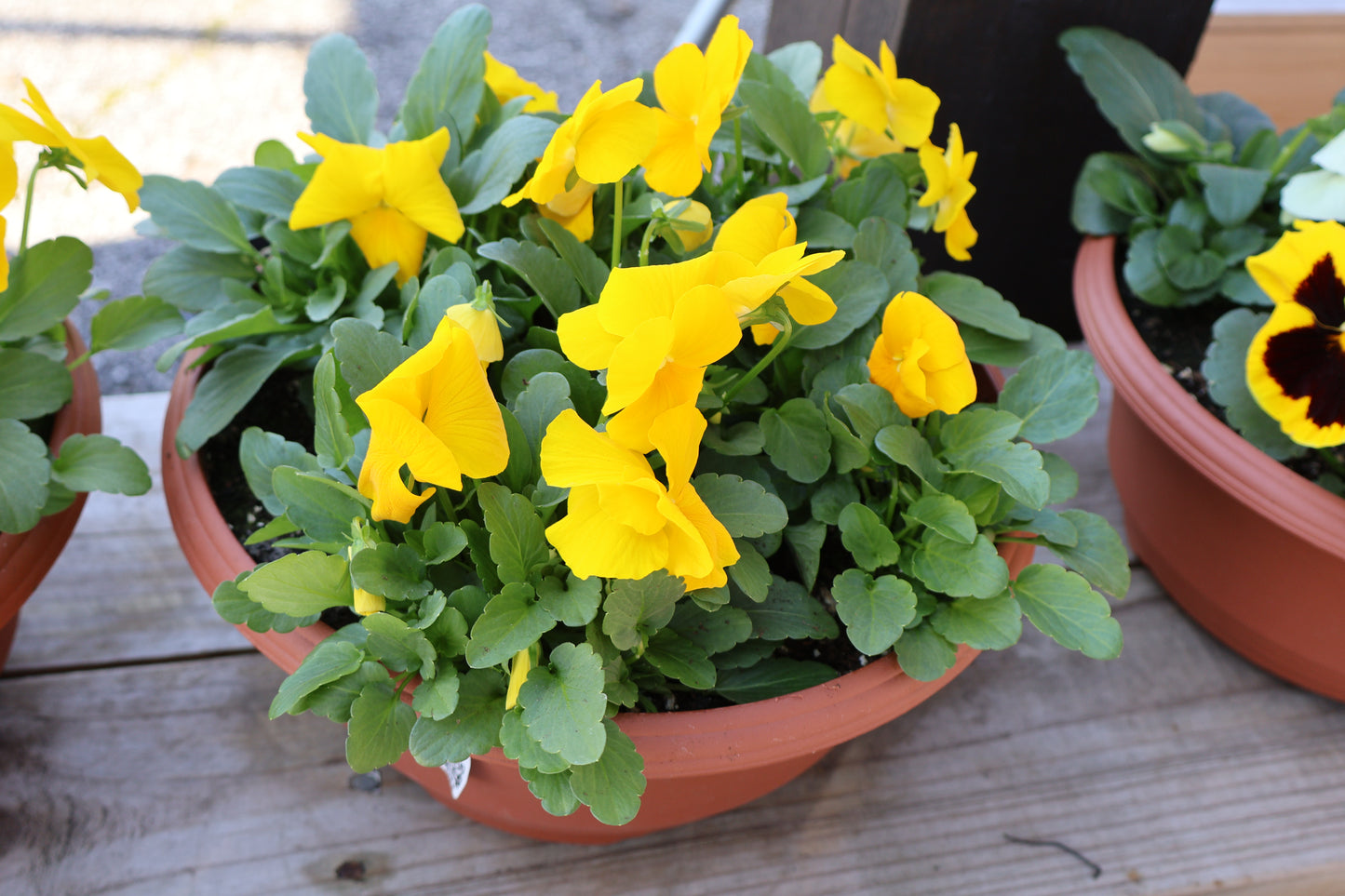 Pansy/Viola Bowl