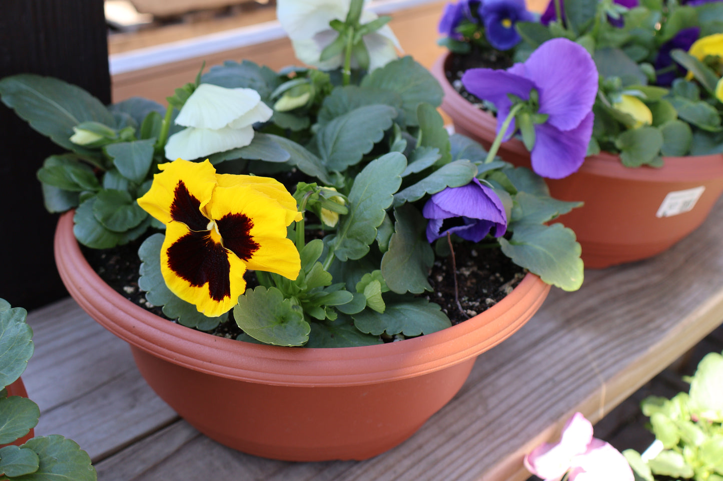 Pansy/Viola Bowl