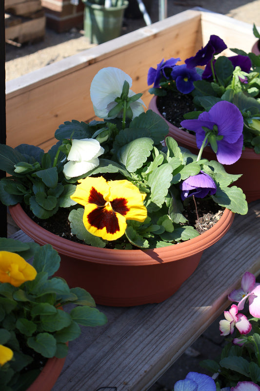 Pansy/Viola Bowl