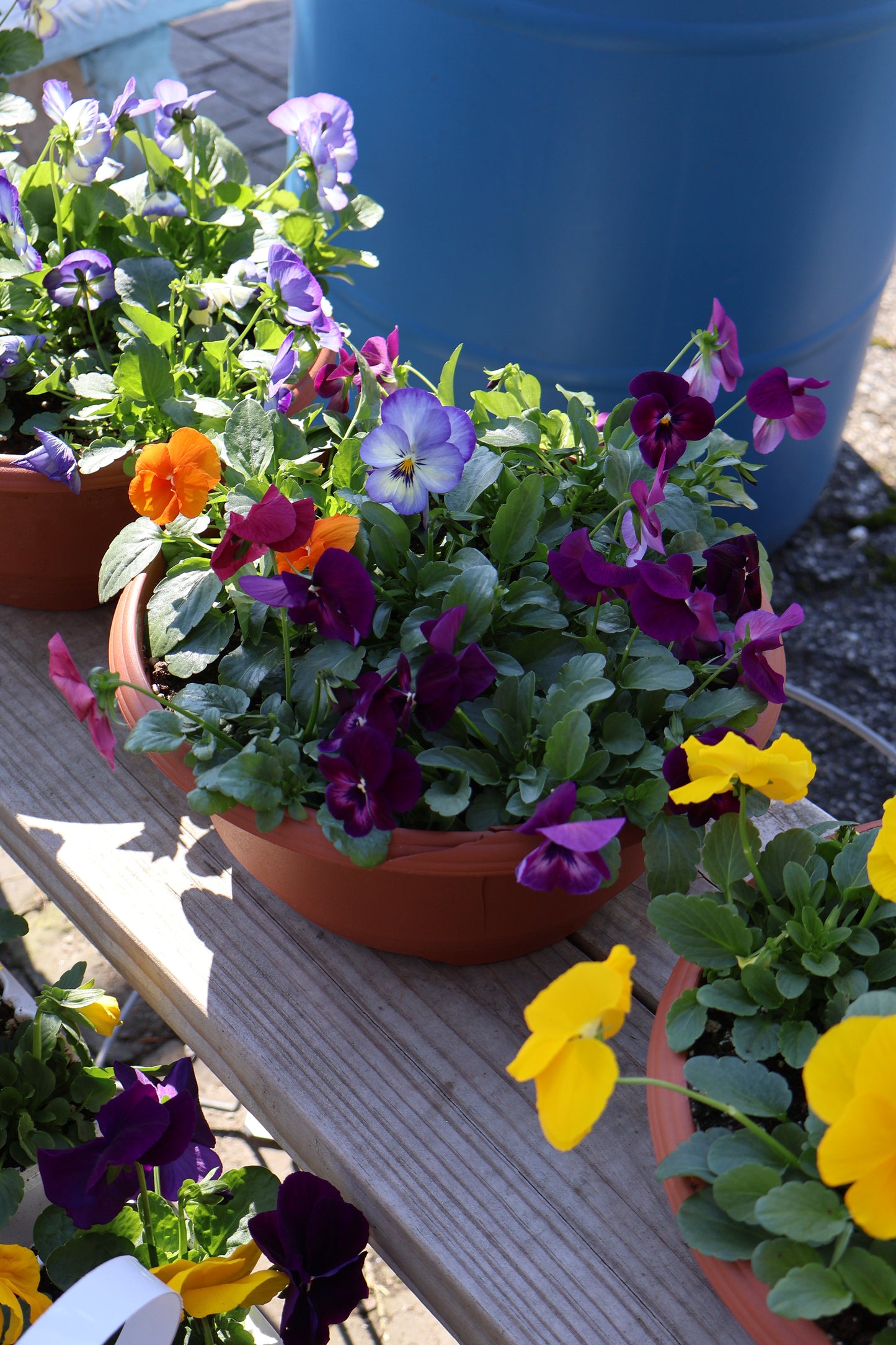 Pansy/Viola Bowl