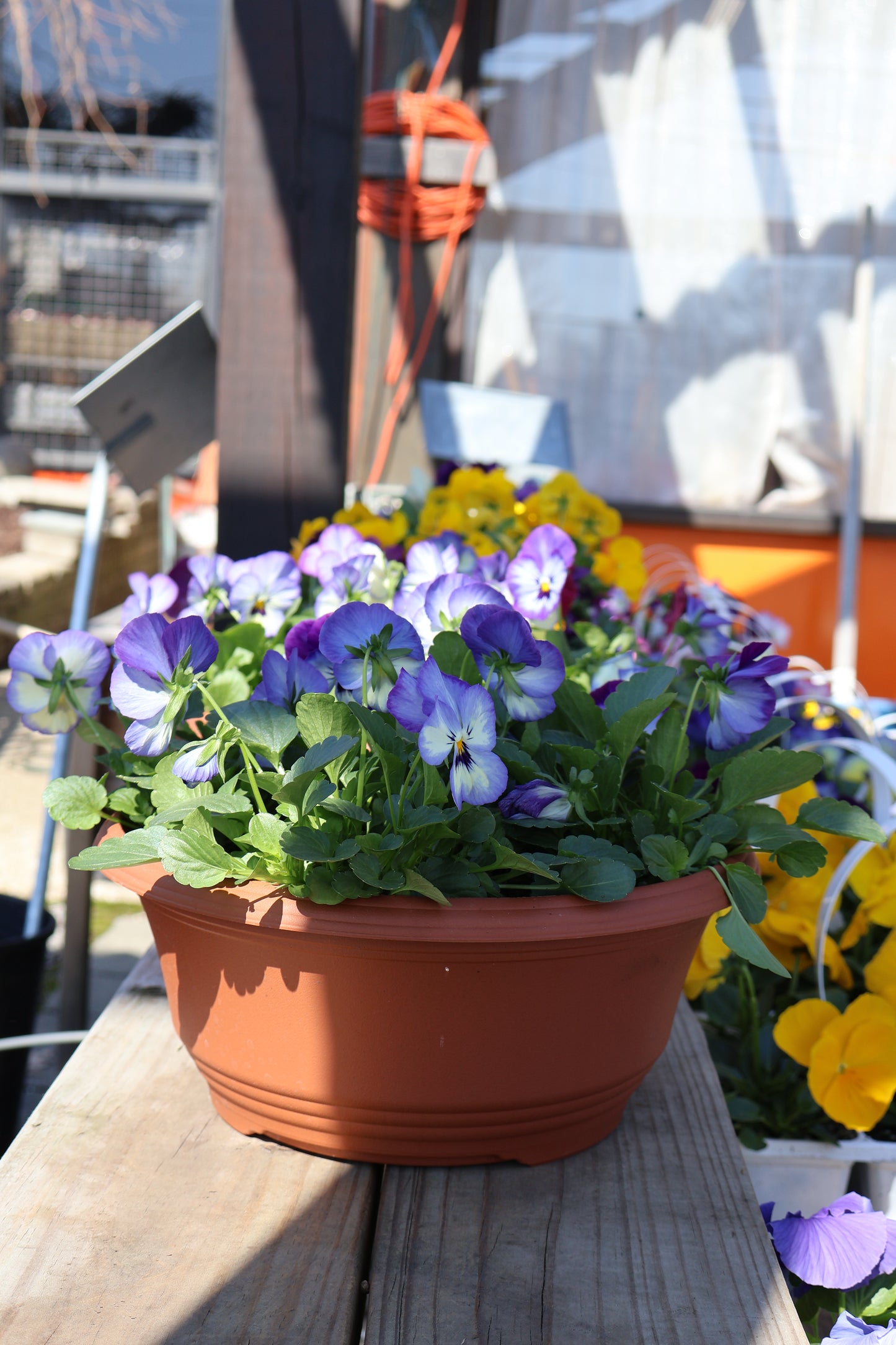 Pansy/Viola Bowl