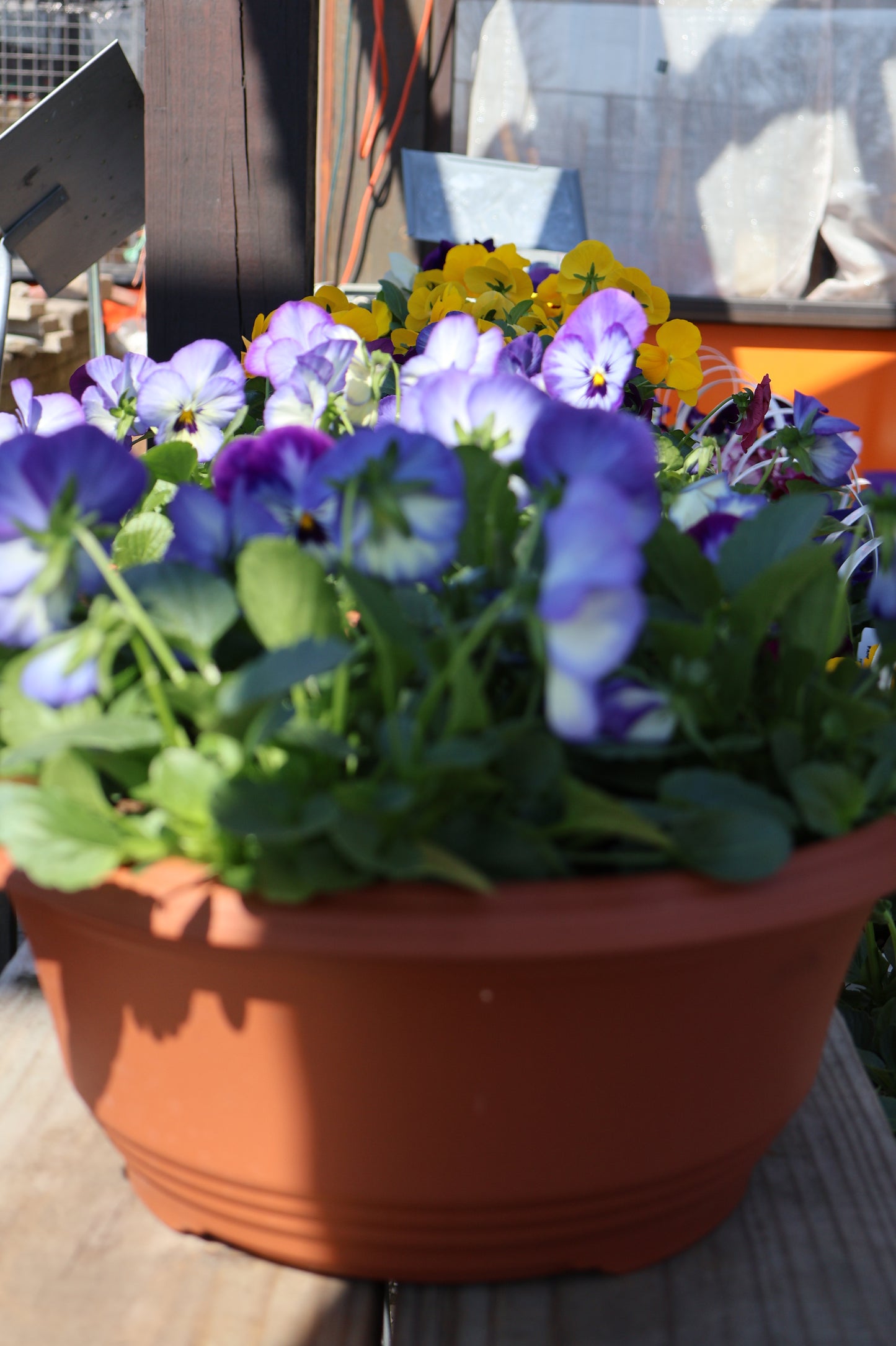 Pansy/Viola Bowl
