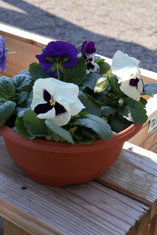 Pansy/Viola Bowl
