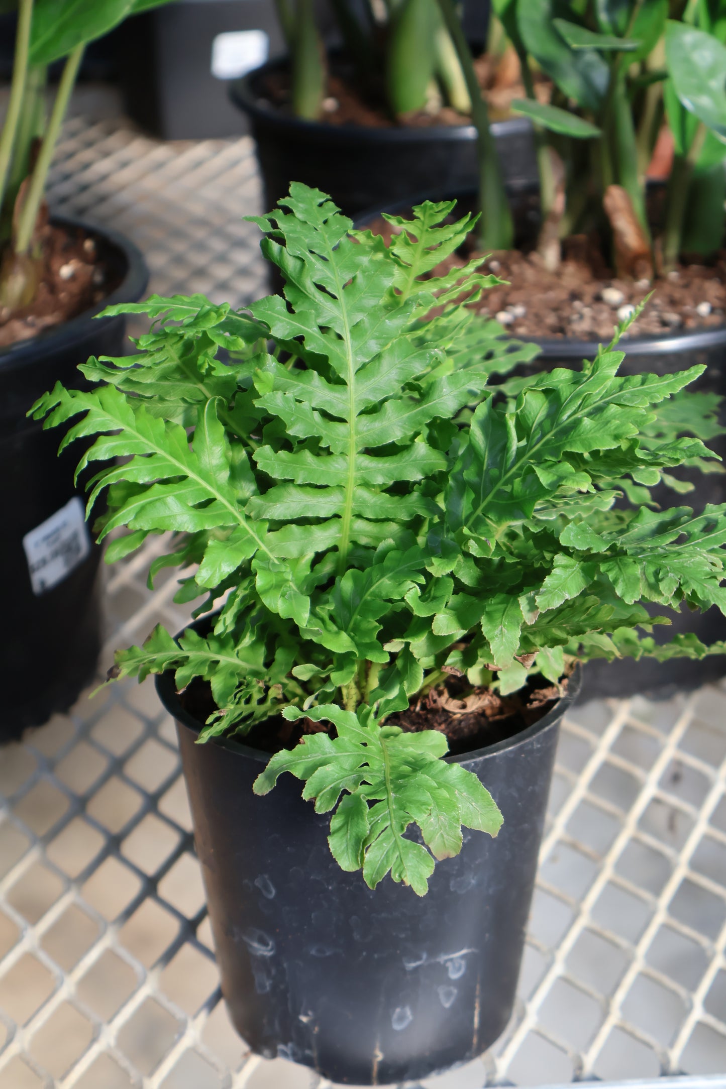 4.5" SILVER LADY TREE FERN