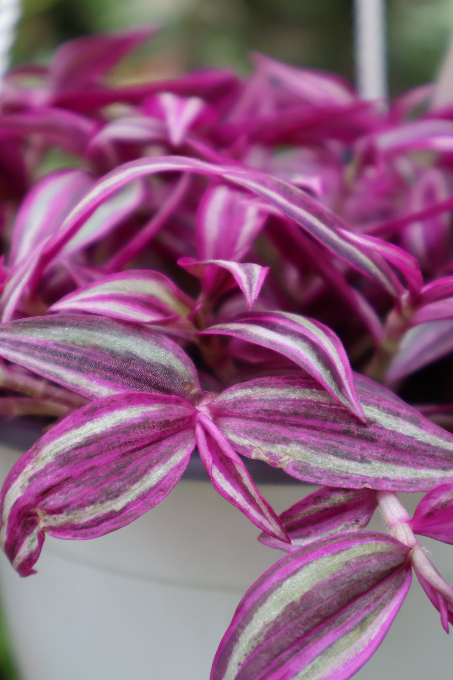 6" HB TRADESCANTIA PINK PARADISE