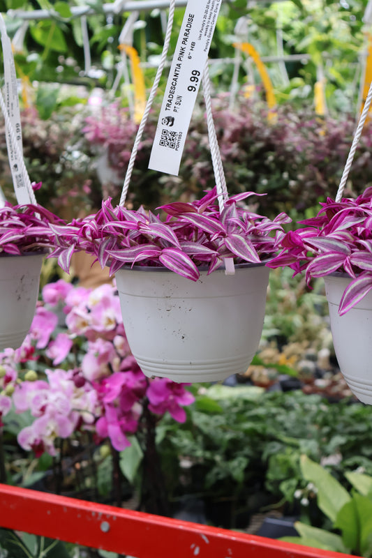 6" HB TRADESCANTIA PINK PARADISE