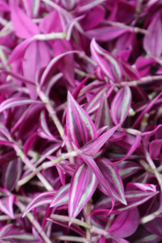 6" HB TRADESCANTIA PINK PARADISE