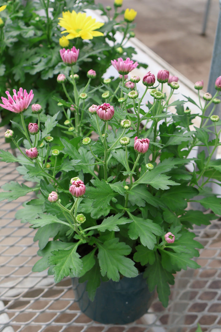 6" EASTER MUM
