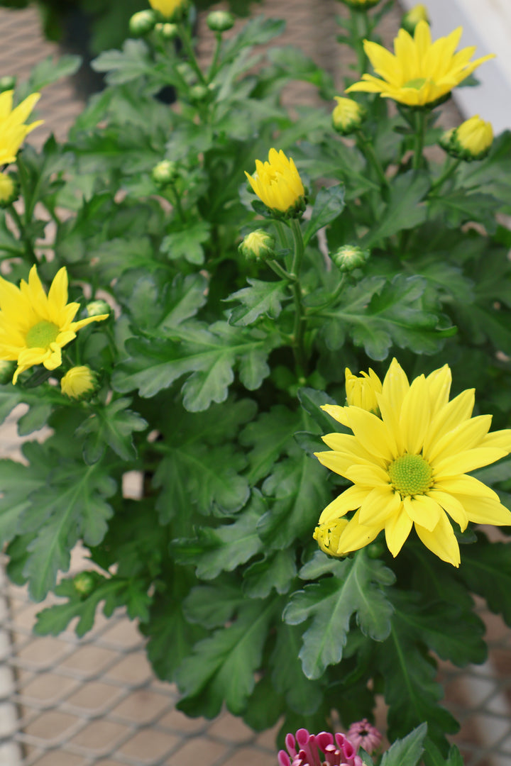 6" EASTER MUM