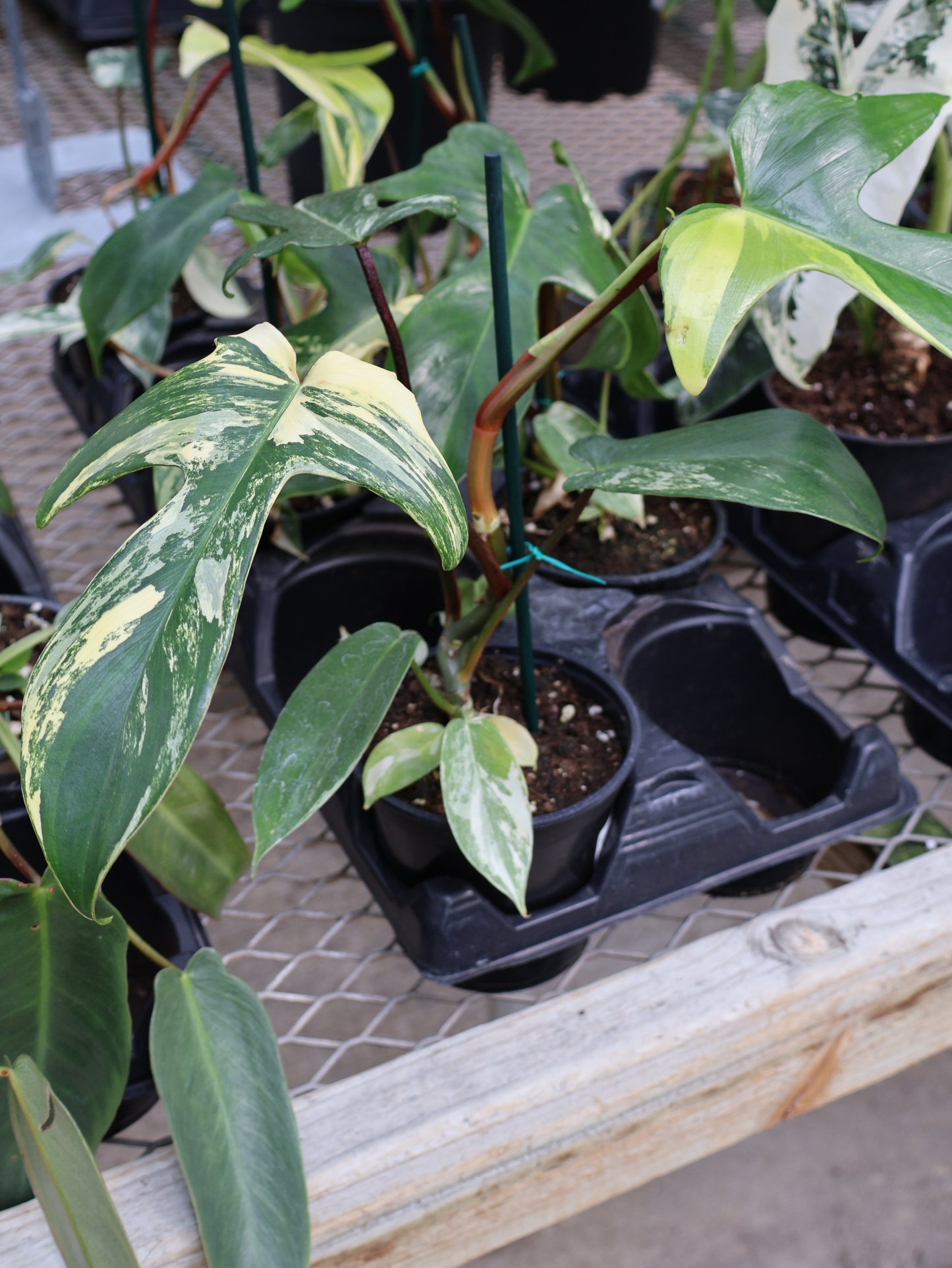 4.5" PHILODENDRON FLORIDA BEAUTY