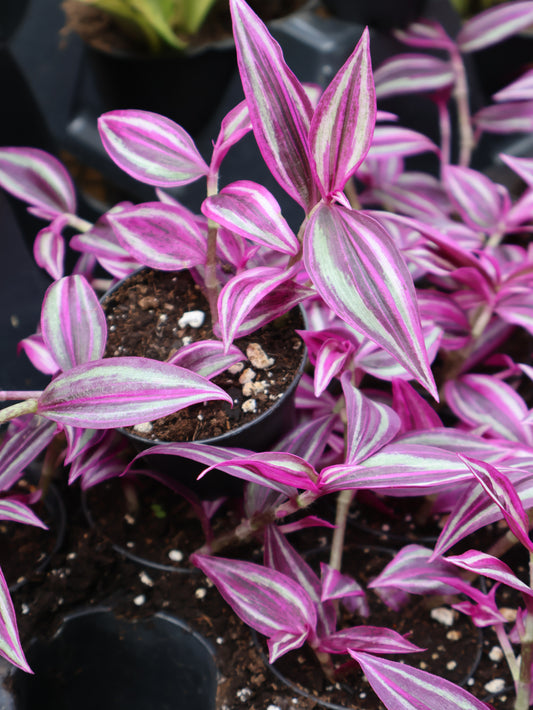 3" TRADESCANTIA PINK PARADISE