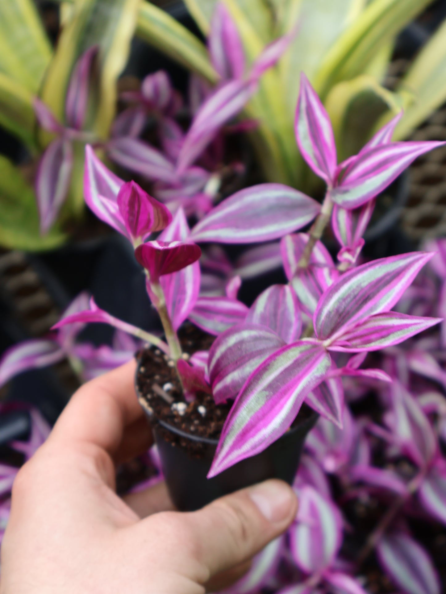 3" TRADESCANTIA PINK PARADISE