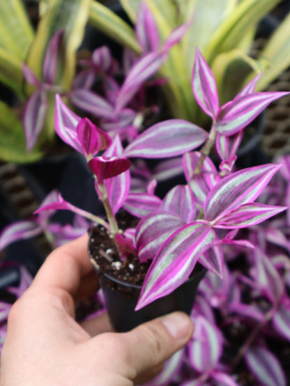 3" TRADESCANTIA PINK PARADISE