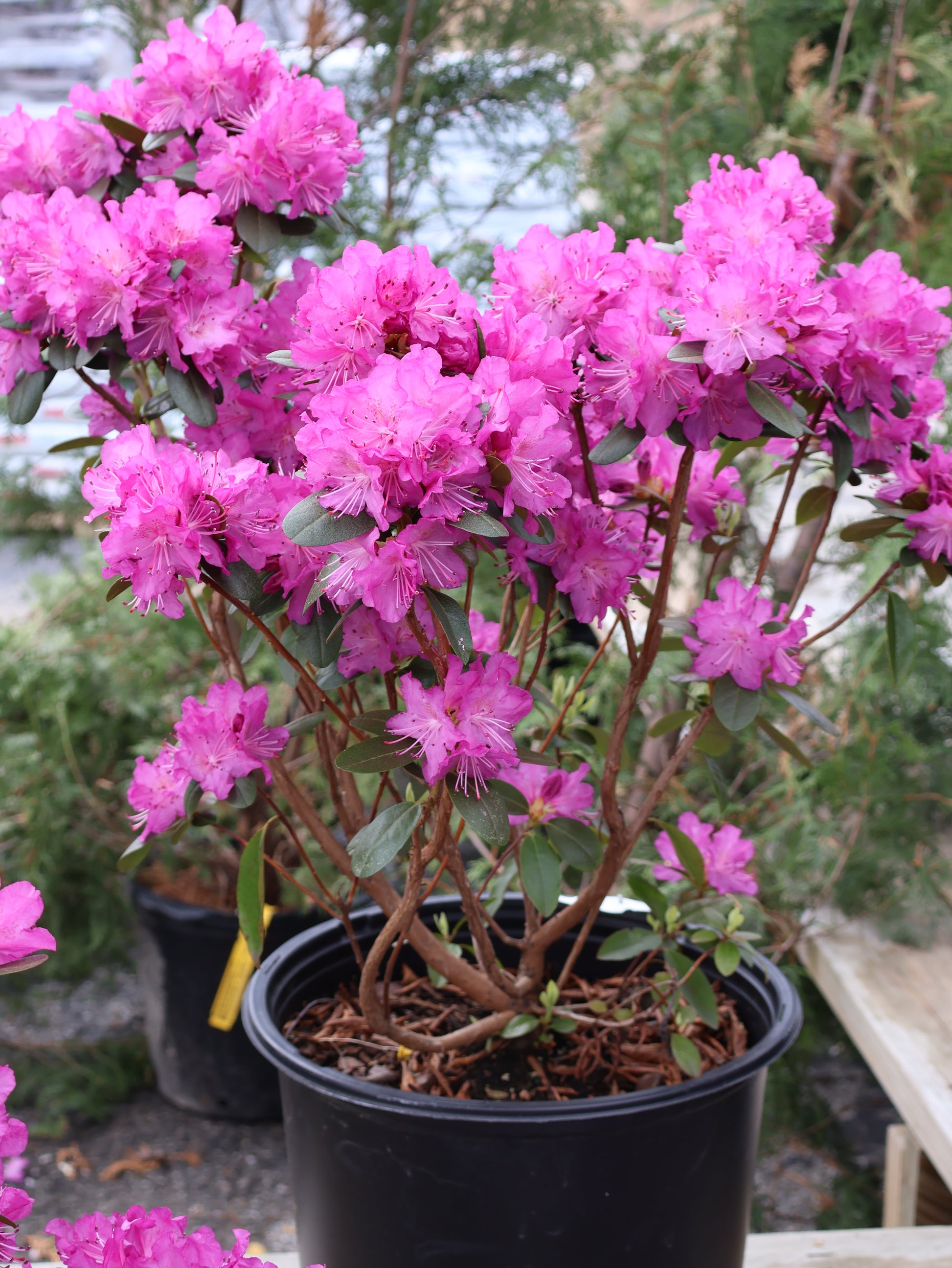 rhododendron philodendron Rhododendron - PJM Star Elite
