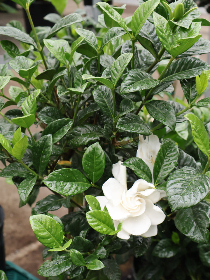 GARDENIA