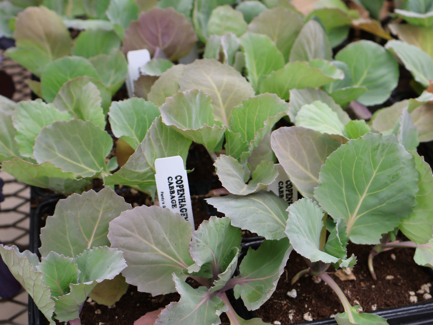 FLOWER & VEGGIE PACKS & FLATS