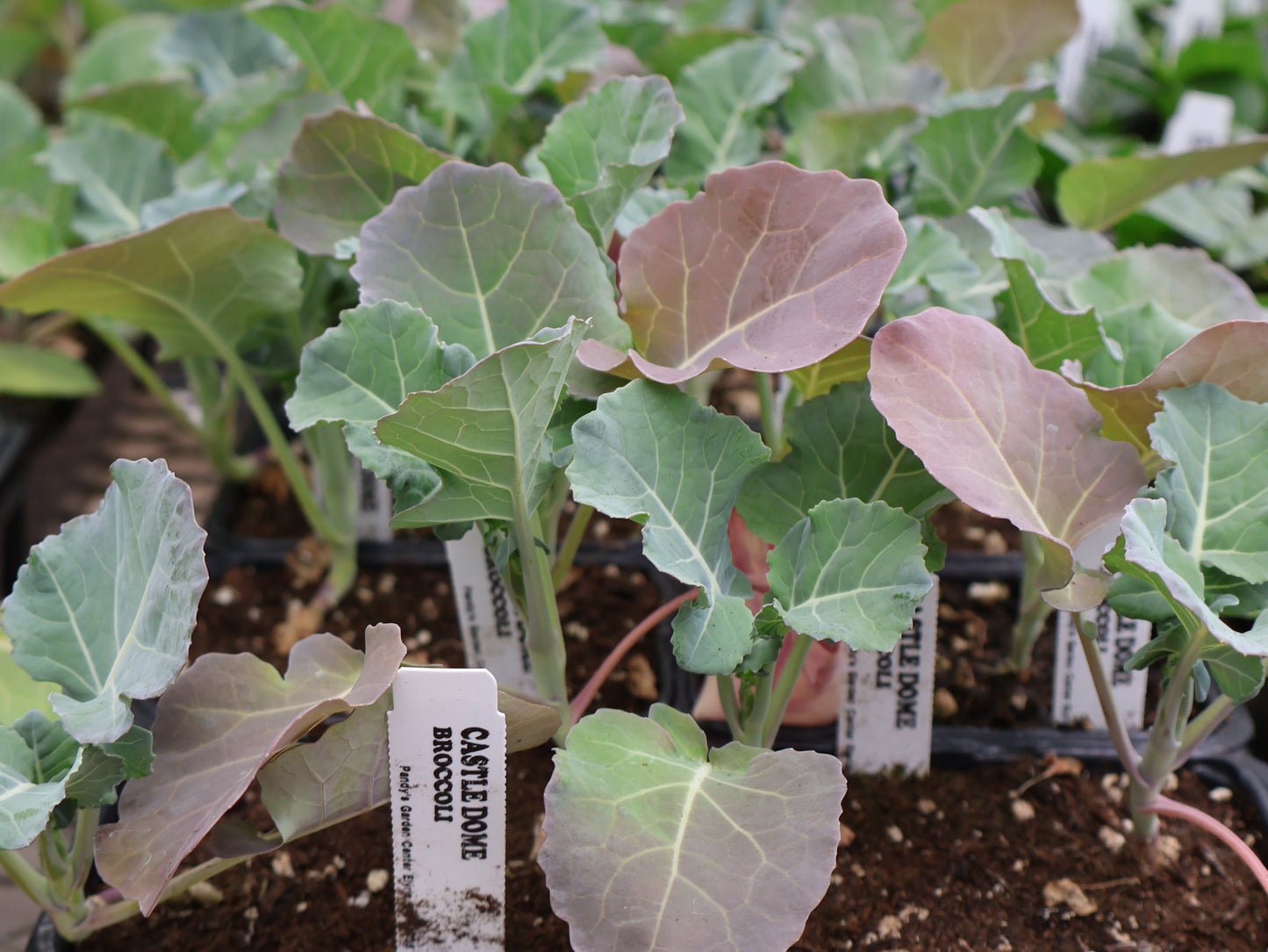 FLOWER & VEGGIE PACKS & FLATS