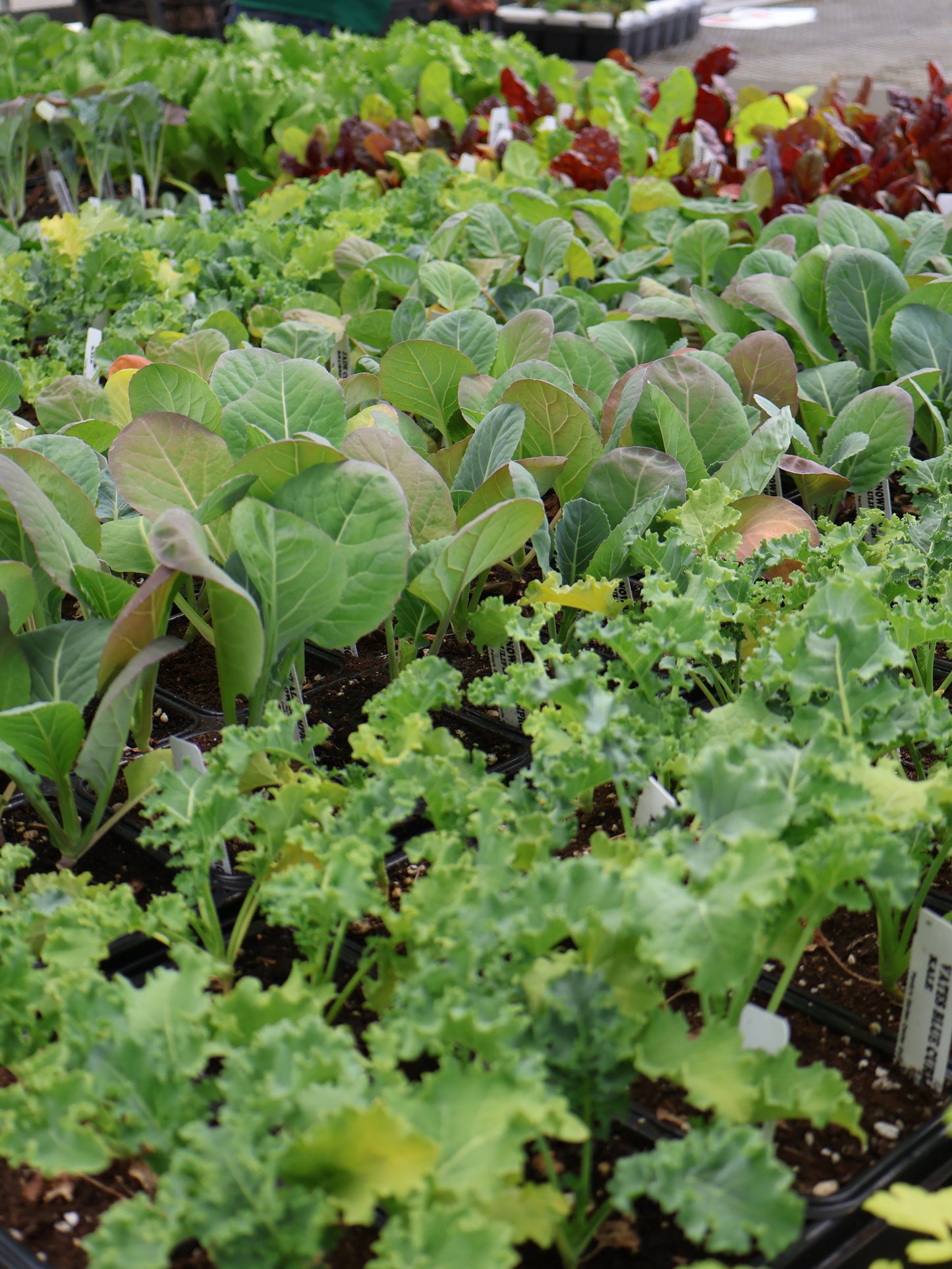 FLOWER & VEGGIE PACKS & FLATS