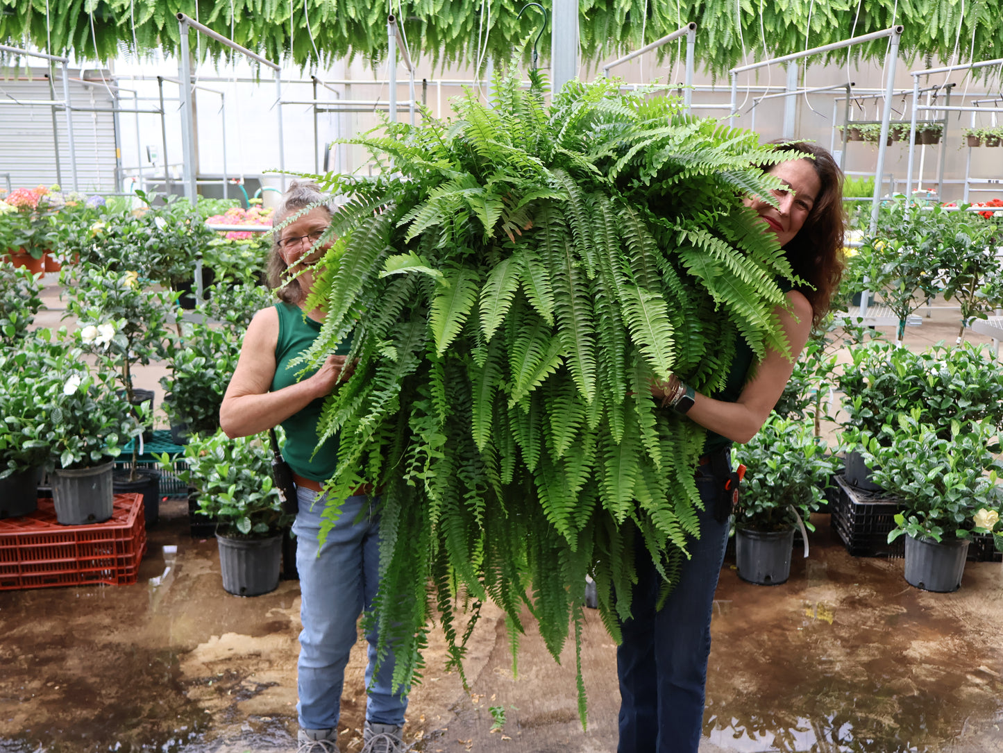 14" JUMBO BOSTON FERN