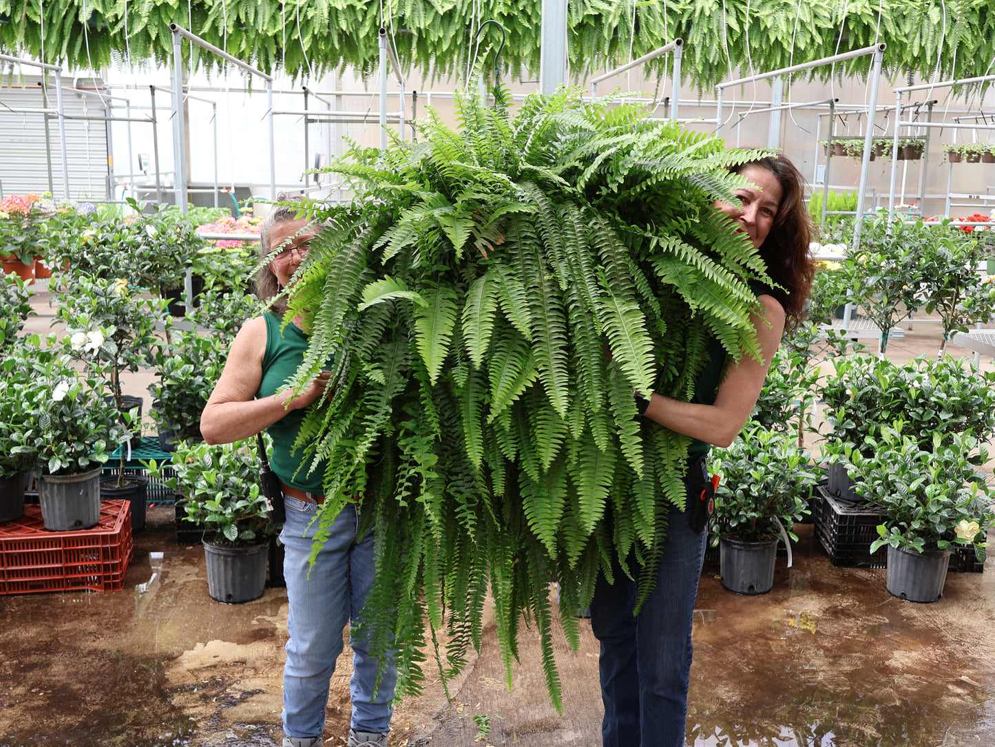 14" JUMBO BOSTON FERN