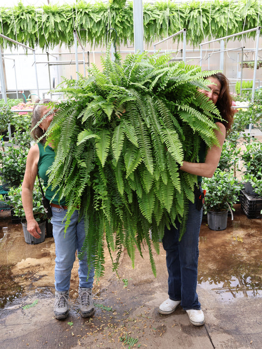 14" JUMBO BOSTON FERN