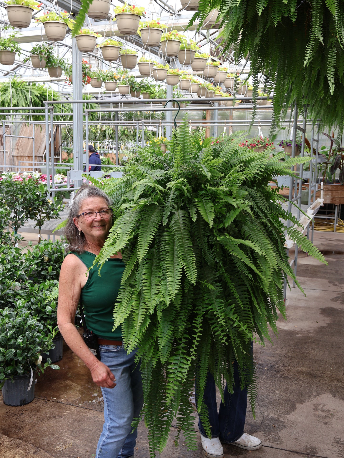 14" JUMBO BOSTON FERN