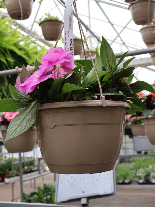 10" HB NEW GUINEA IMPATIENS