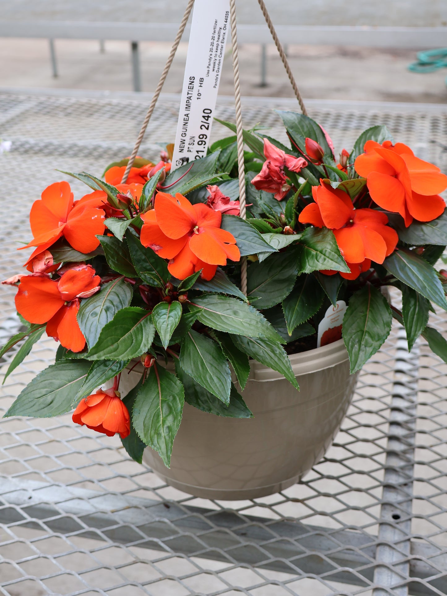 10" HB NEW GUINEA IMPATIENS