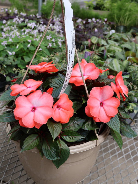 10" HB NEW GUINEA IMPATIENS