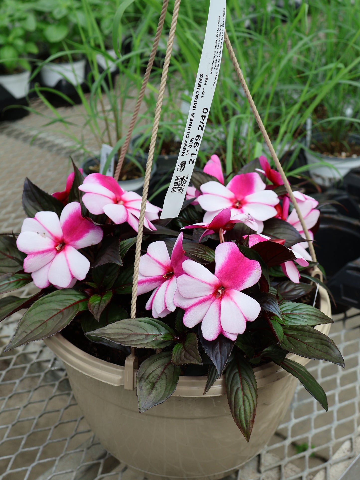 10" HB NEW GUINEA IMPATIENS
