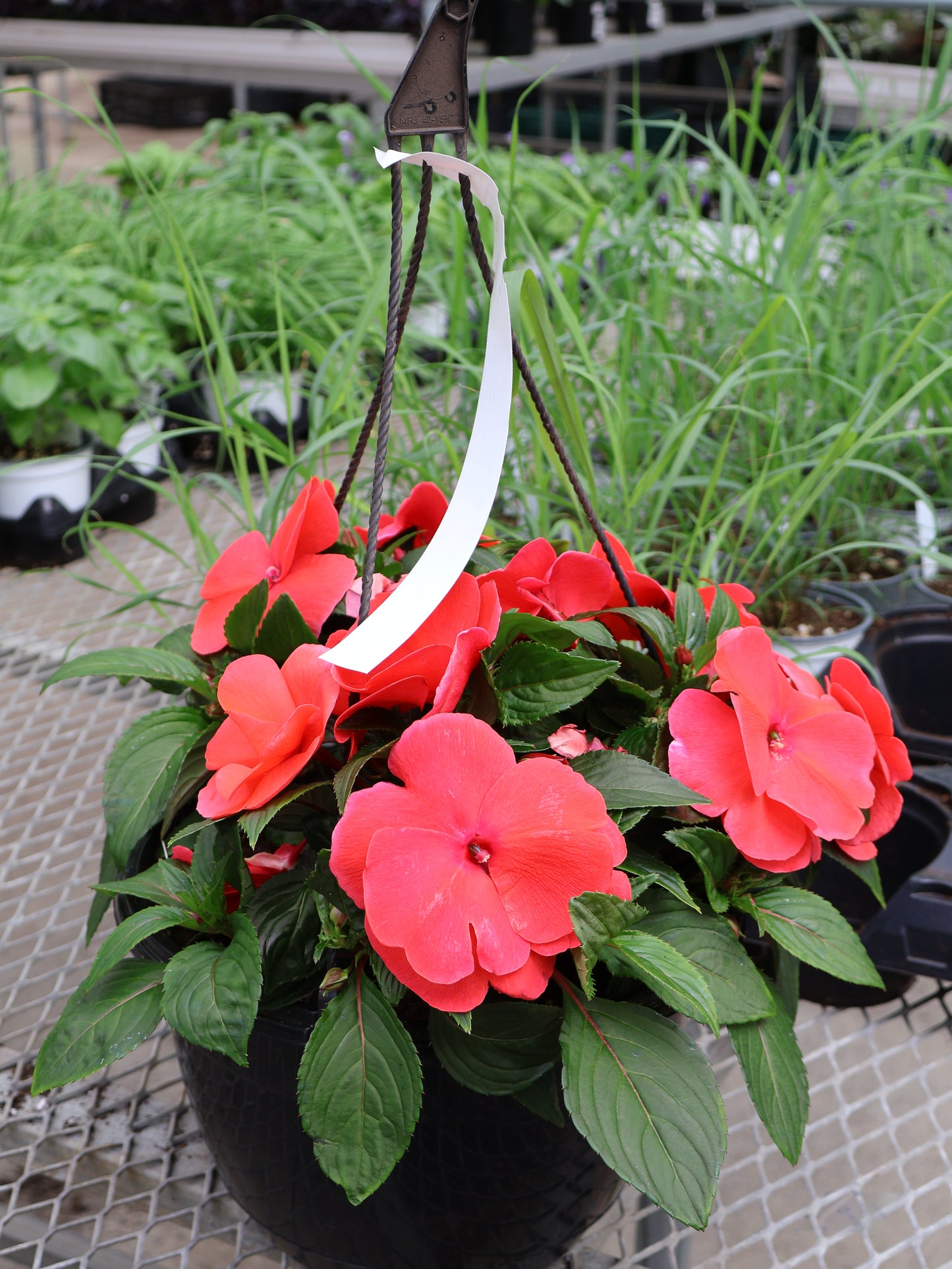 10" HB NEW GUINEA IMPATIENS