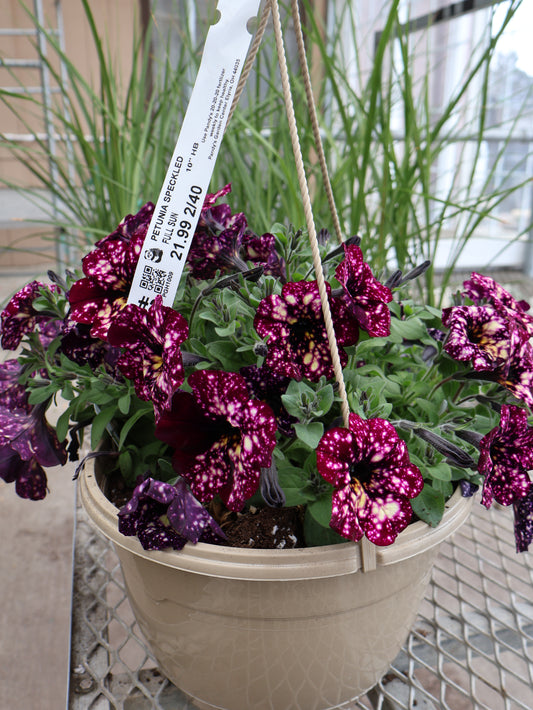 10" HB SPECKLED PETUNIA
