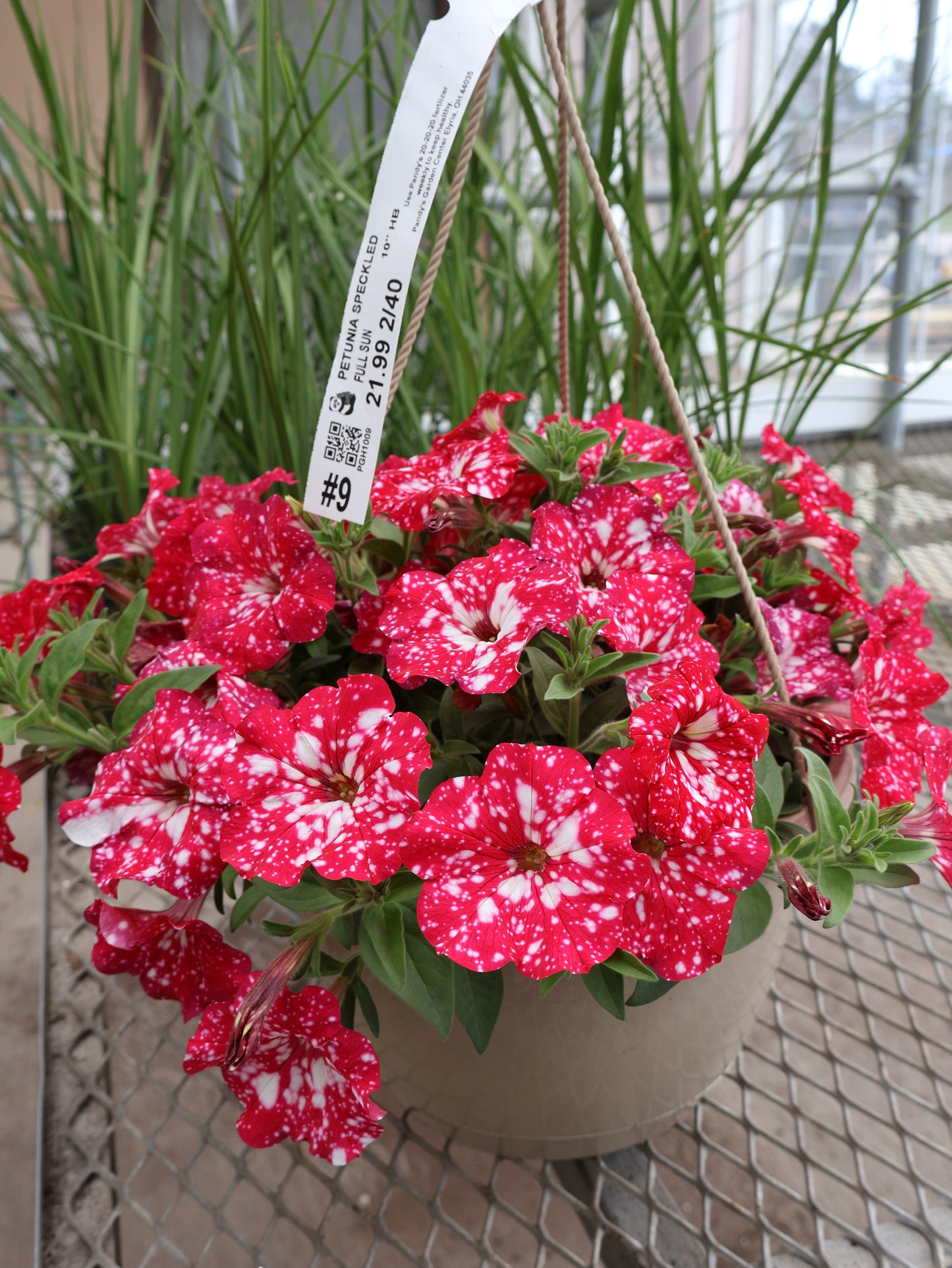 10" HB SPECKLED PETUNIA