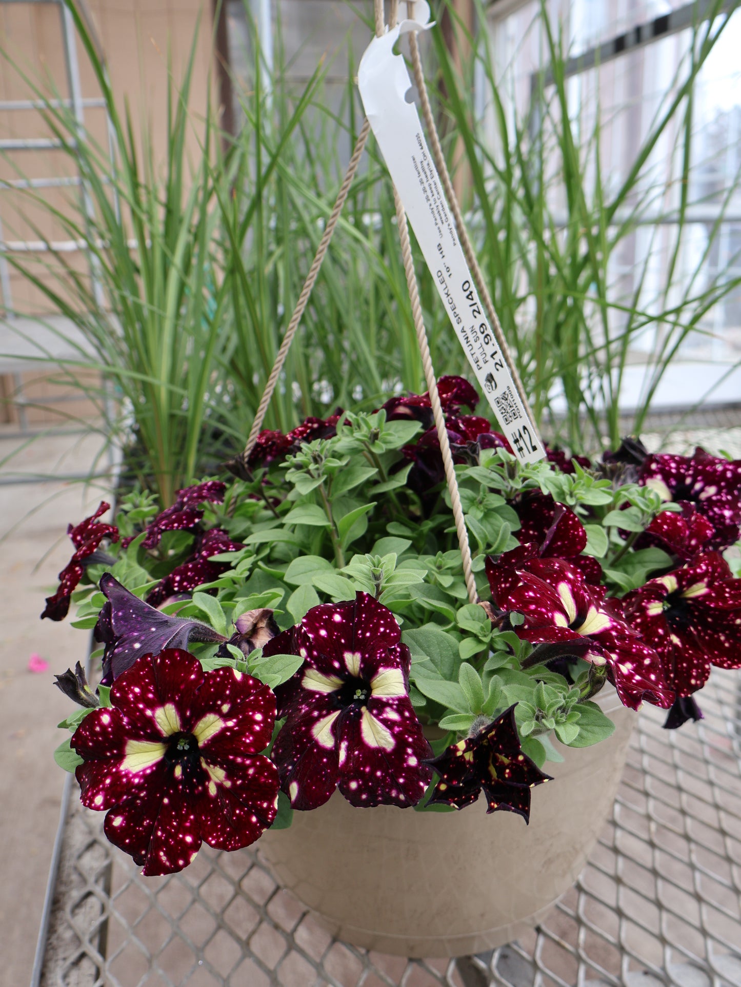 10" HB SPECKLED PETUNIA