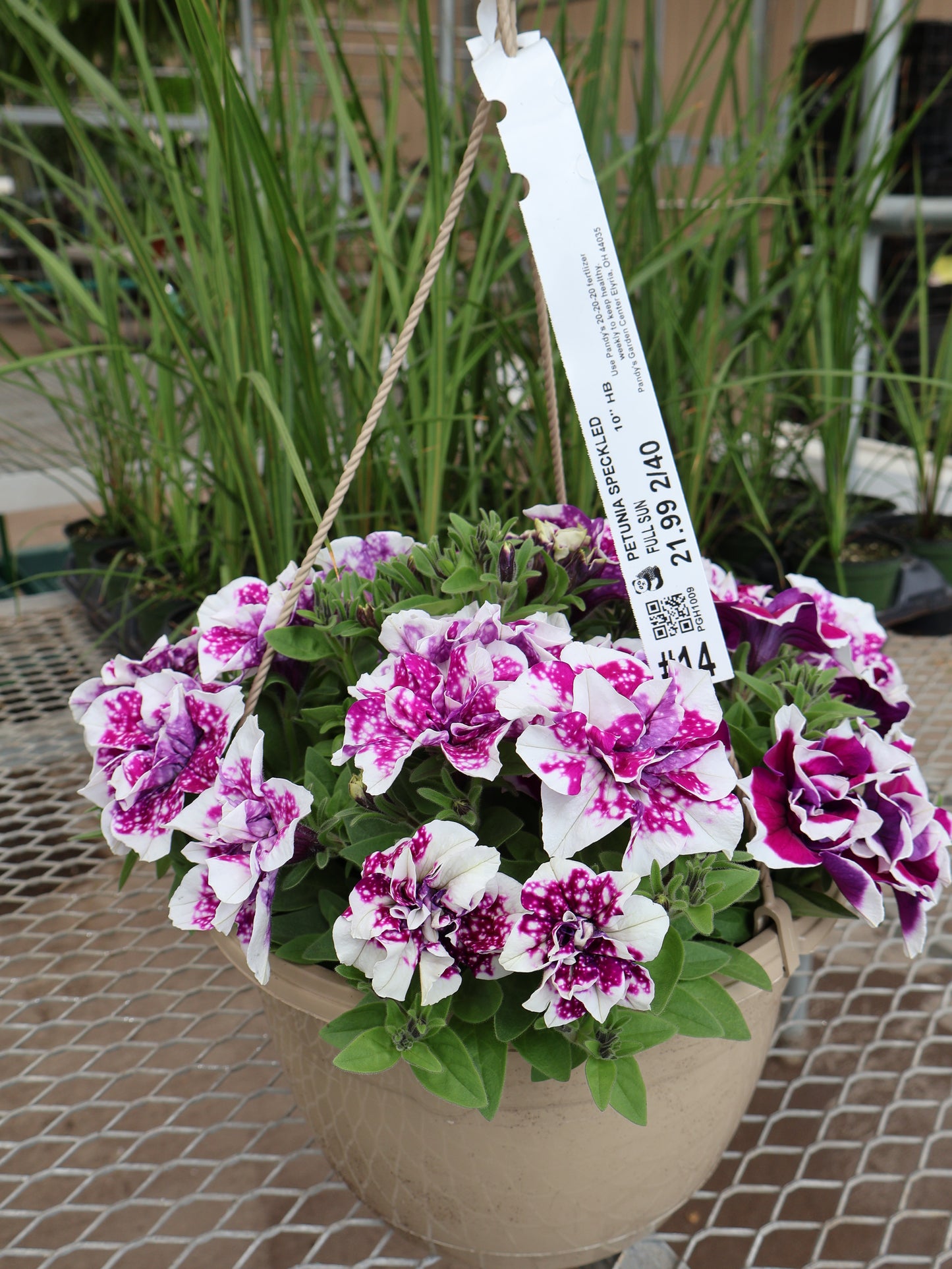 10" HB SPECKLED PETUNIA