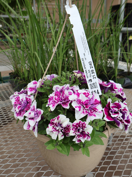 10" HB SPECKLED PETUNIA