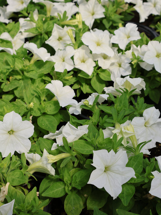 4.5" FIREFLY PETUNIA