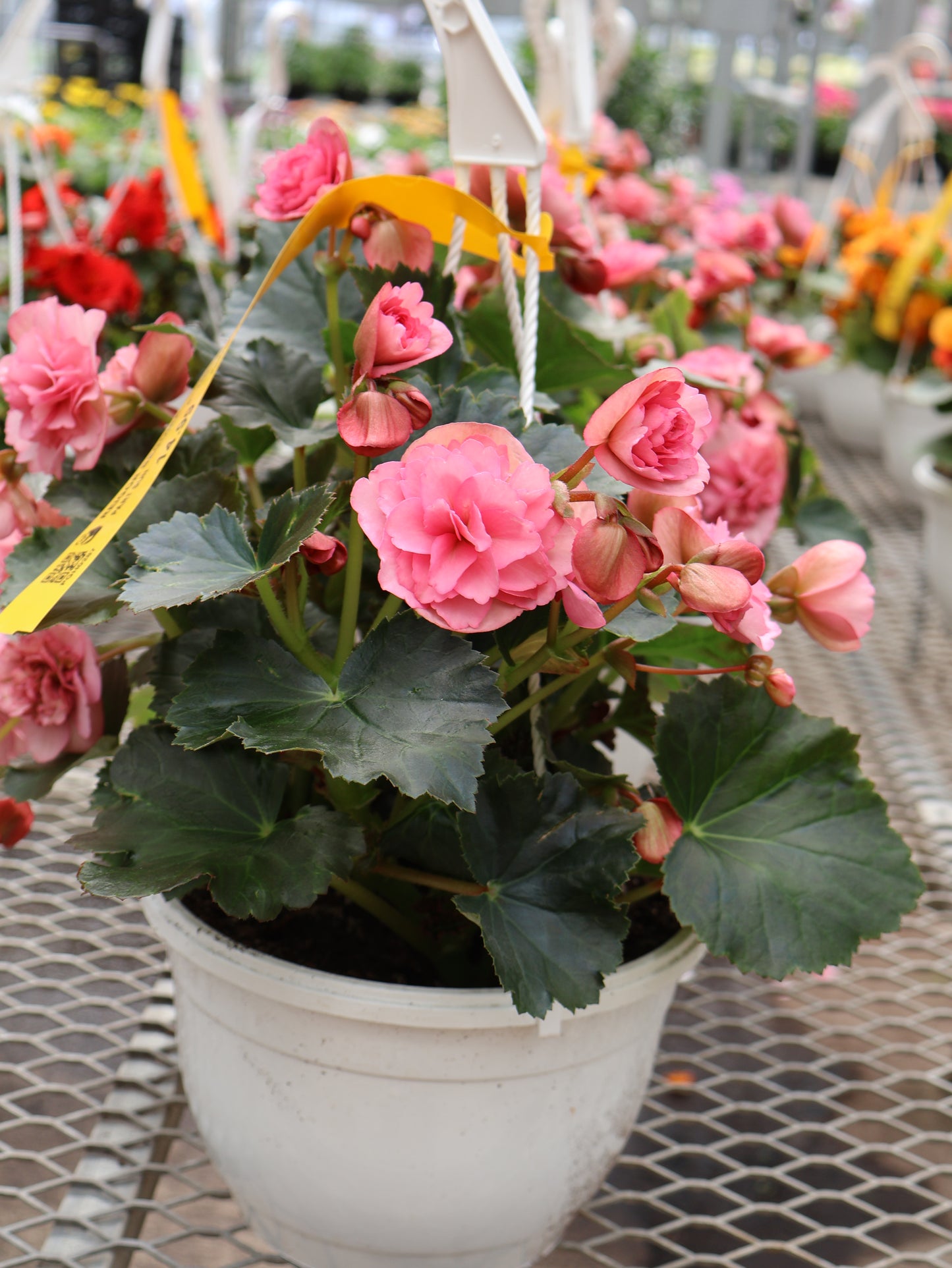 8" HB REIGOR BEGONIA