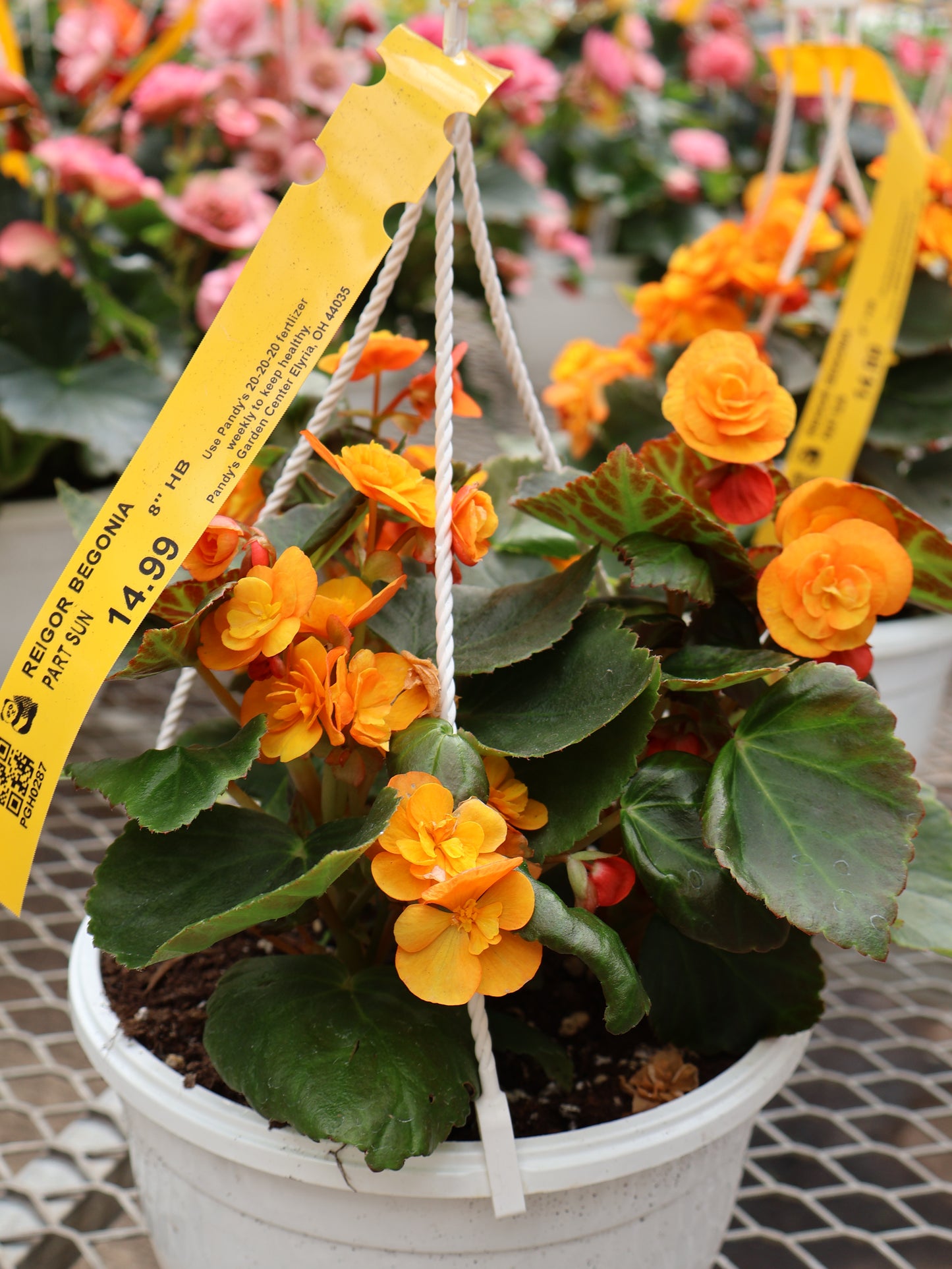 8" HB REIGOR BEGONIA