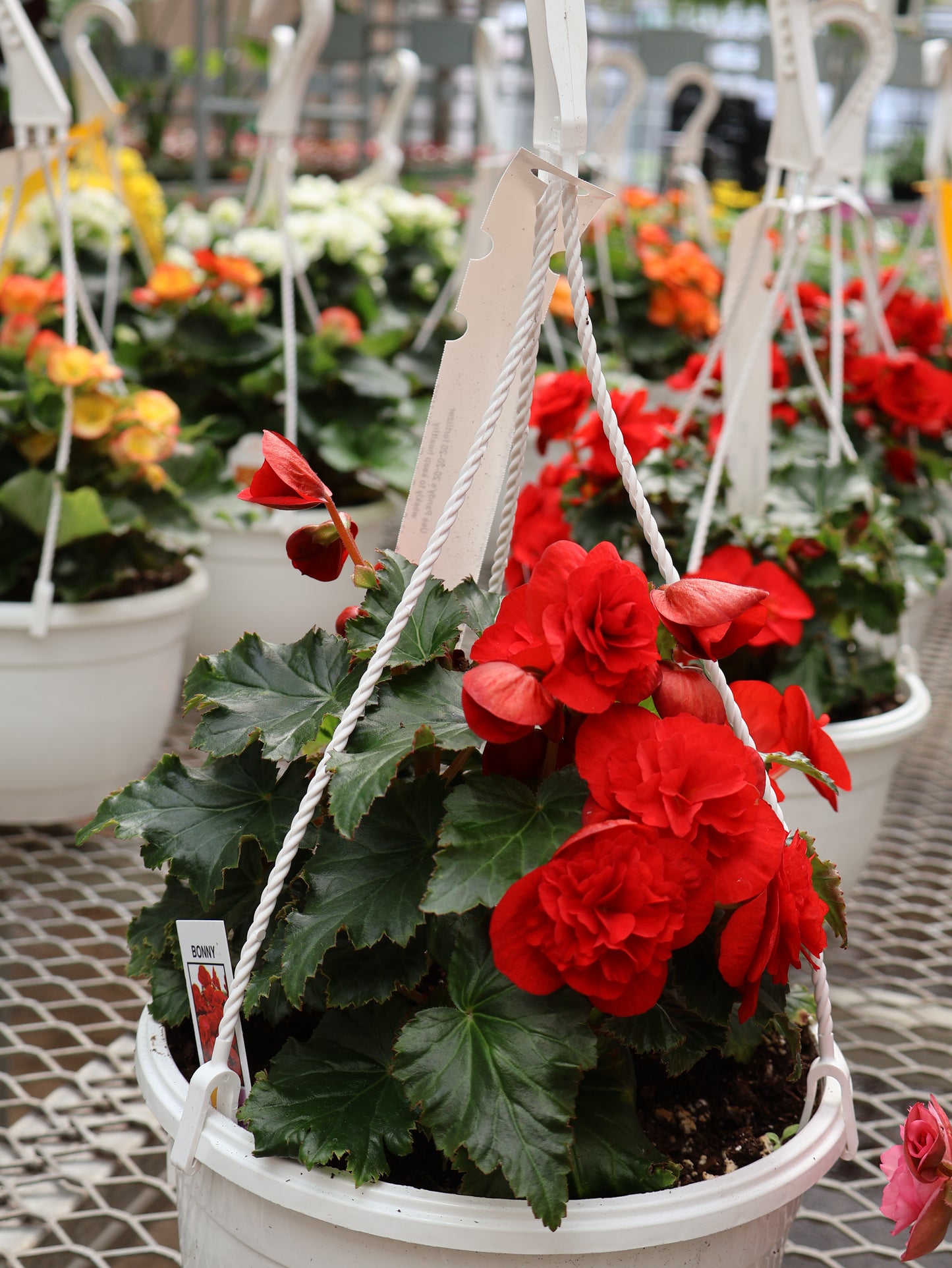 8" HB REIGOR BEGONIA