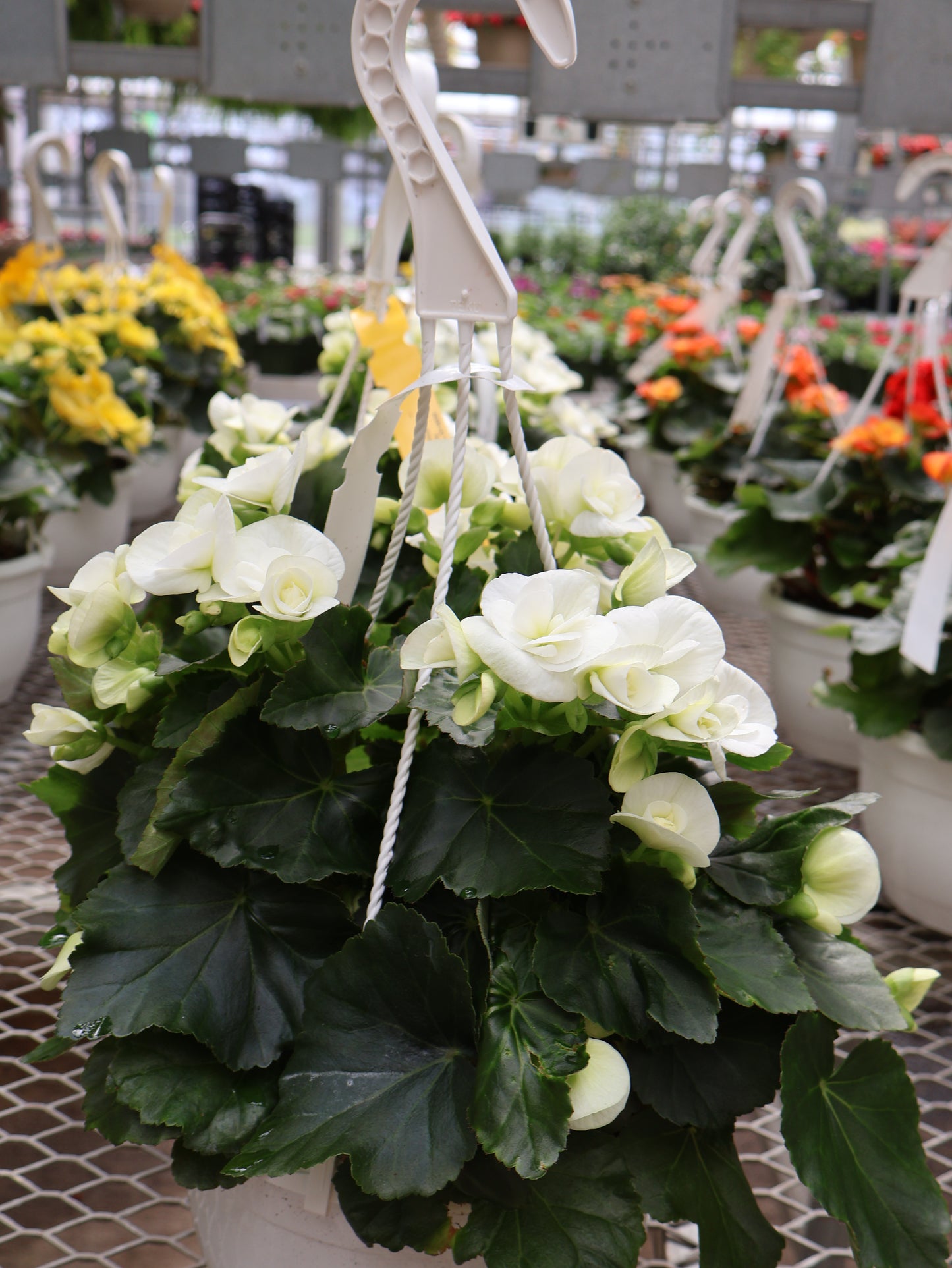 8" HB REIGOR BEGONIA