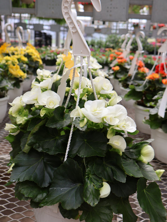 8" HB REIGOR BEGONIA