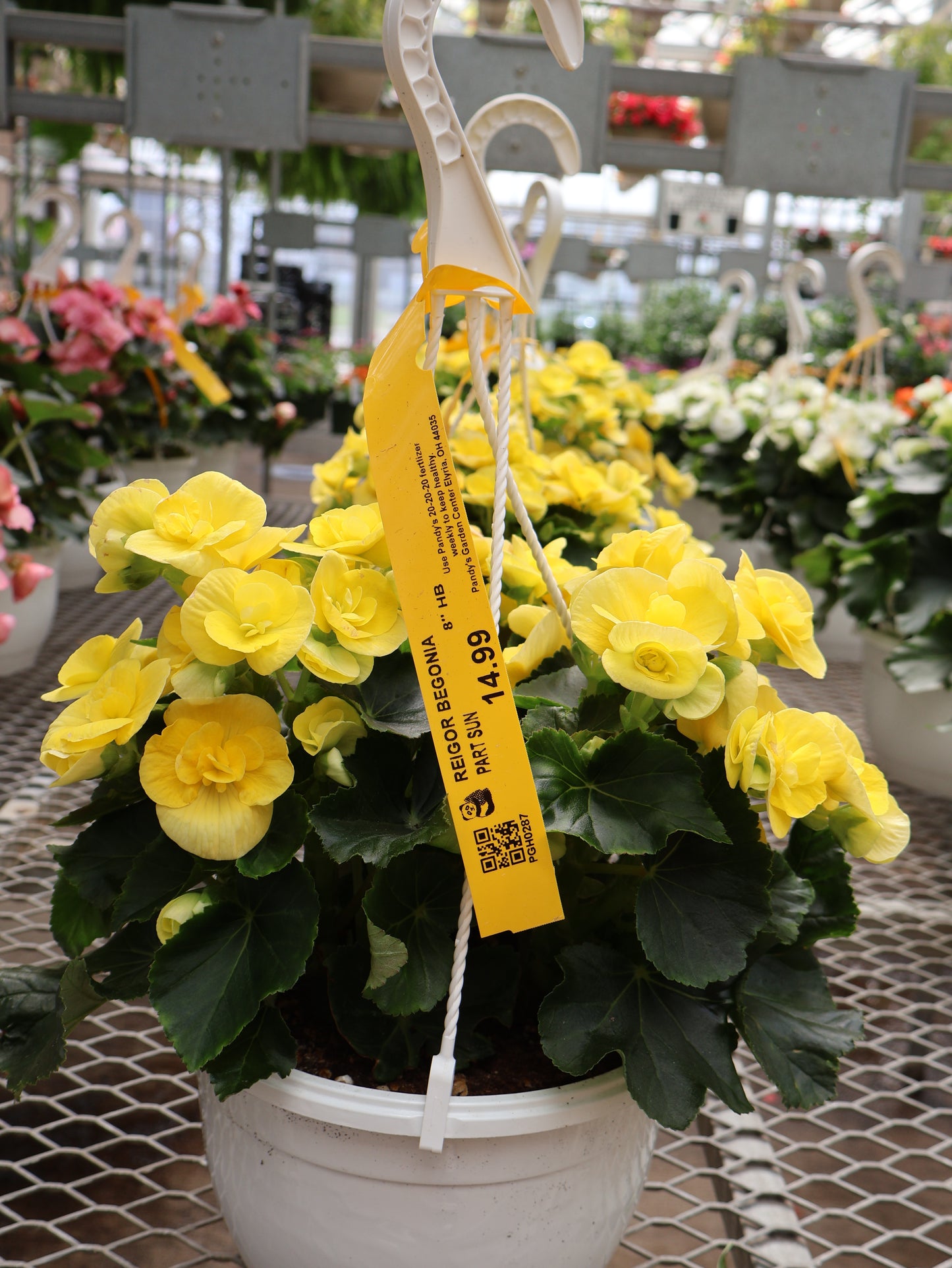 8" HB REIGOR BEGONIA