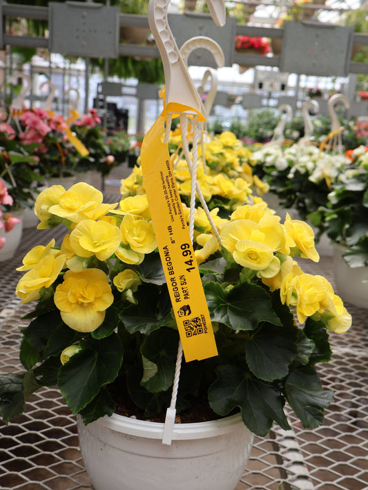 8" HB REIGOR BEGONIA