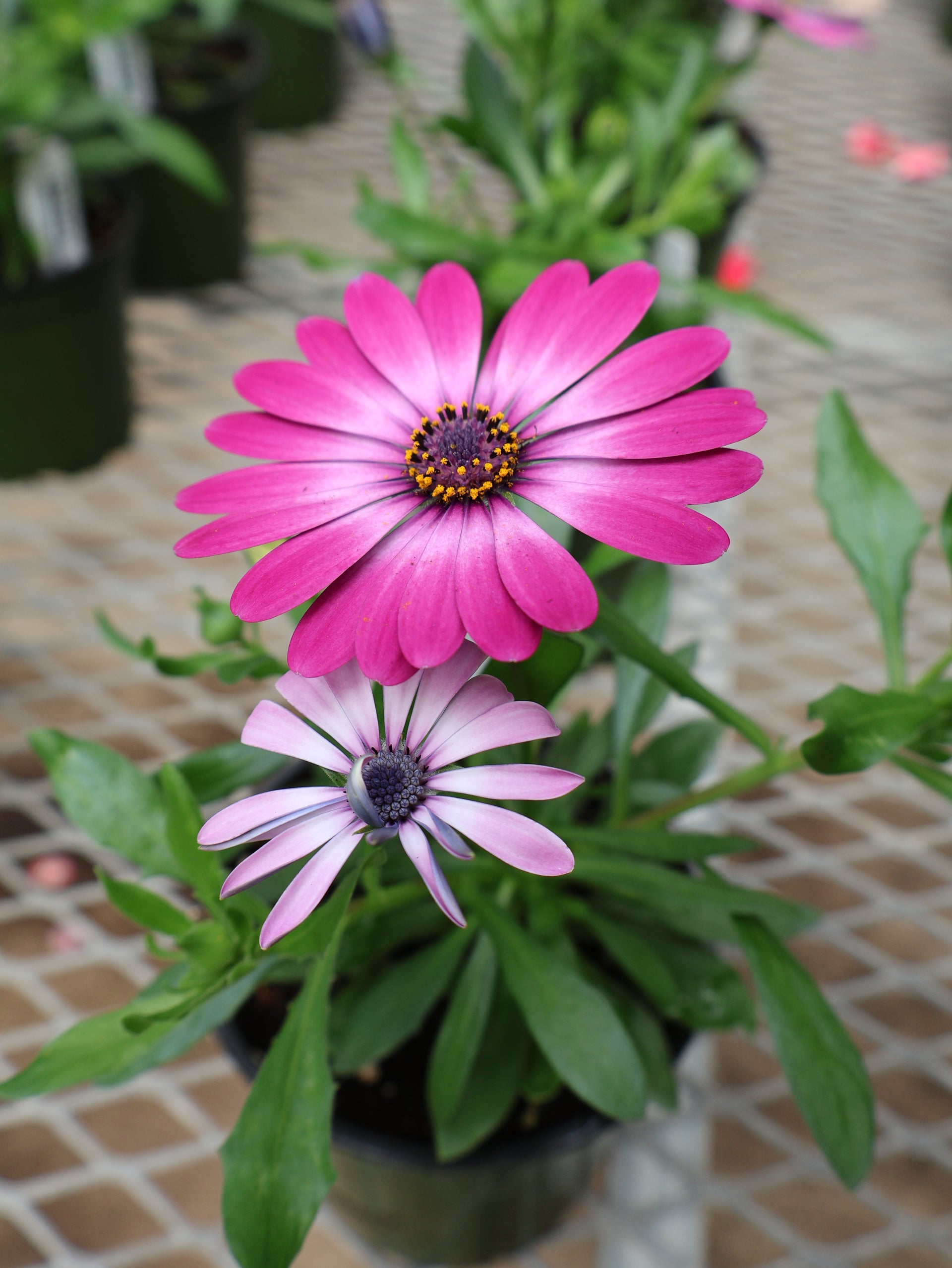 Pandy's Premier Garden Center – Pandy's Garden Center