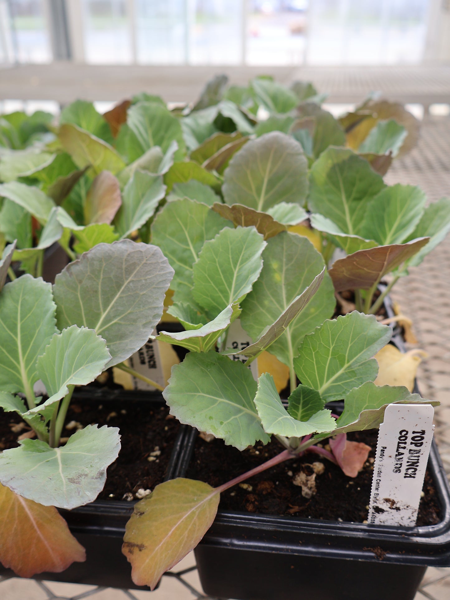 FLOWER & VEGGIE PACKS & FLATS