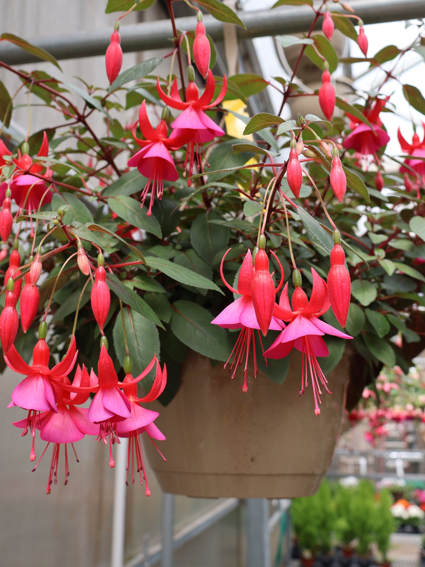 10" HB FUCHSIA