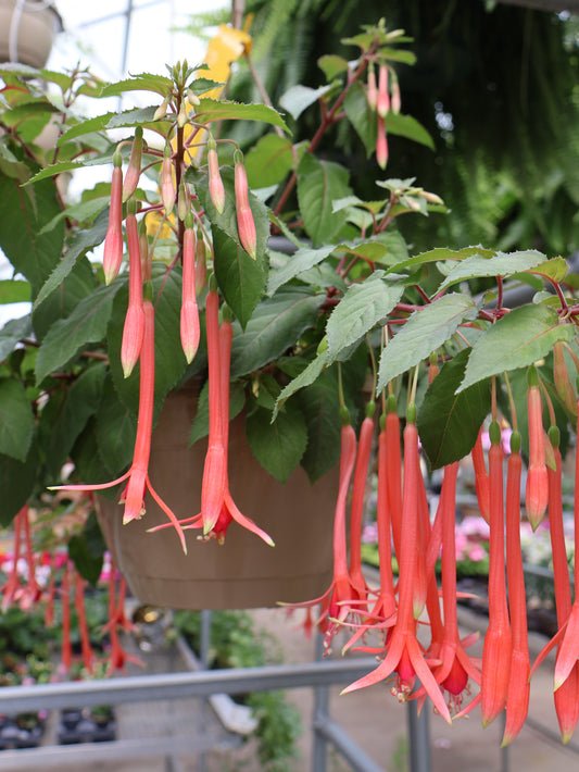 10" HB FUCHSIA