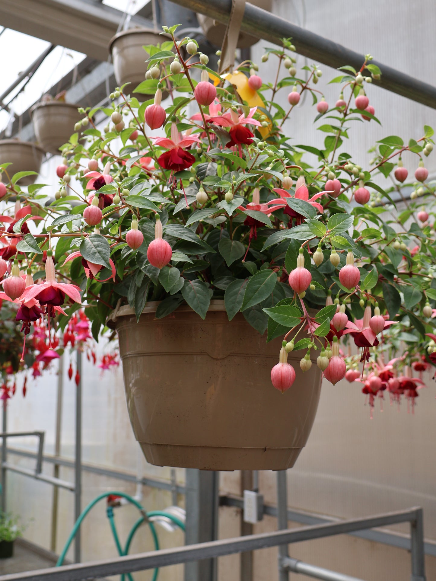 10" HB FUCHSIA